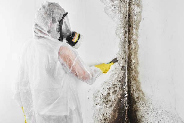Best Mold Damage Repair  in Tulare, CA