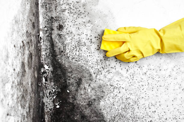 Best Fast Mold Removal  in Tulare, CA