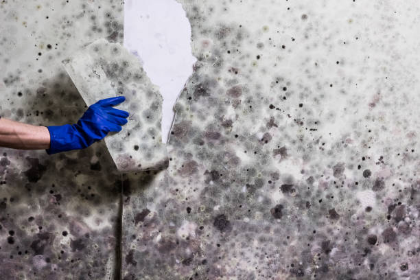 Best Black Mold Removal  in Tulare, CA