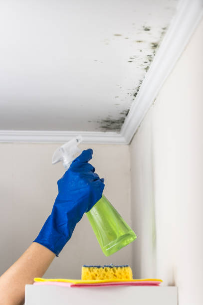 Home Mold Removal in Tulare, CA